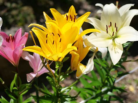 獅子百合|スカシユリとは？種類・特徴や花言葉をご紹介！開花。